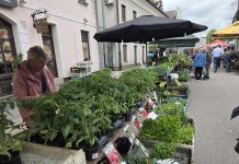 Plac u znaku presadnica