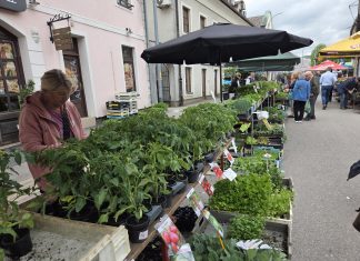 Plac u znaku presadnica