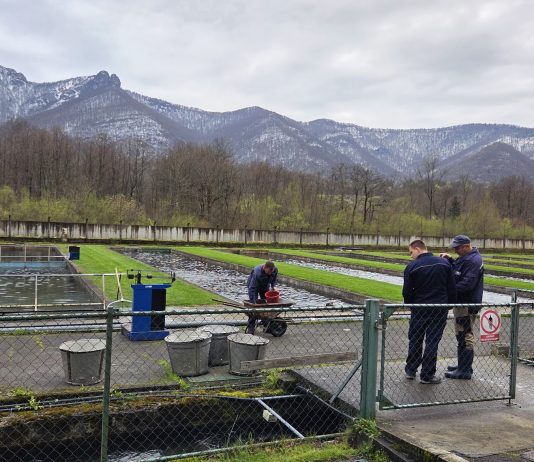 Ribogojilište Vitunj proizvodi godišnje 60 tona pastrve