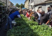 Udarna srijeda za presadnice