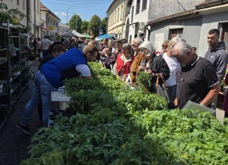 Udarna srijeda za presadnice