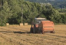 Baliranje strnokosa u Plaškom
