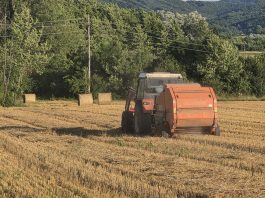 Baliranje strnokosa u Plaškom