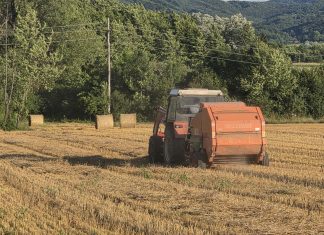 Baliranje strnokosa u Plaškom