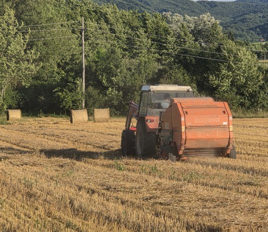 Baliranje strnokosa u Plaškom