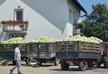 Počela berba zelja u OPG-u Miko Poljak