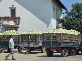 Počela berba zelja u OPG-u Miko Poljak