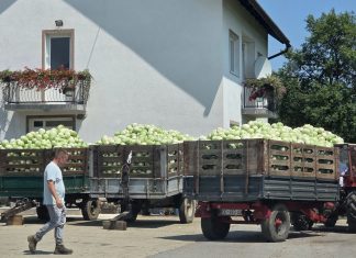 Počela berba zelja u OPG-u Miko Poljak
