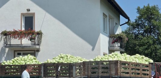 Počela berba zelja u OPG-u Miko Poljak