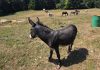 Farma magaraca u Saborskom, uskoro mini ZOO