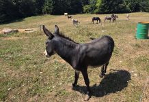 Farma magaraca u Saborskom, uskoro mini ZOO
