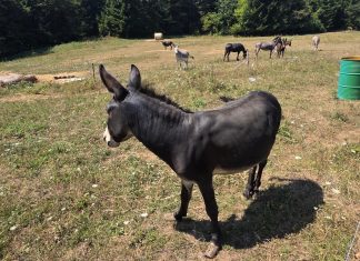 Farma magaraca u Saborskom, uskoro mini ZOO