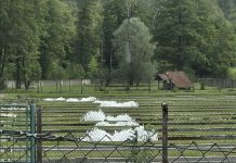 Aeracija bazena u ribogojilištu Vitunj