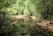 Vitunjčica sve siromašnijeg izvora