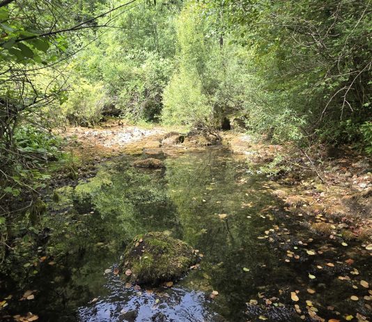 Vitunjčica sve siromašnijeg izvora